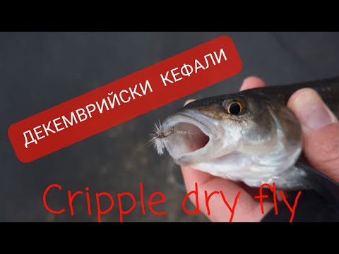 Видео: Кефали на суха муха на Тунджа!