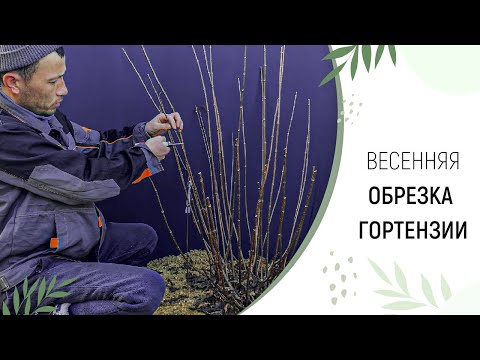 Видео: ВЕСЕННЯЯ ОБРЕЗКА ГОРТЕНЗИИ | ПИТОМНИК ЛЕСКОВО