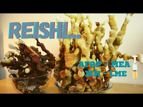 Видео: MEA - Агар + Жидкий Мицелий - Харвест Рейши