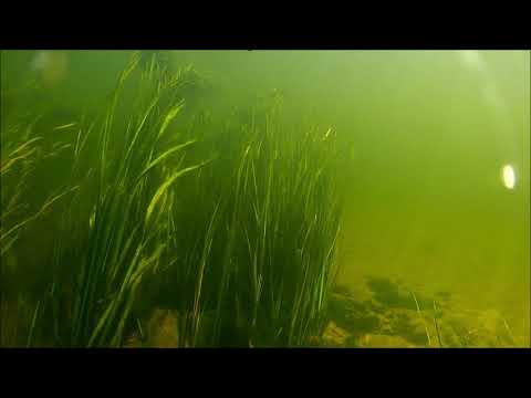 Видео: Подводная охота,стаи рыбы,Голавль 2.2кг