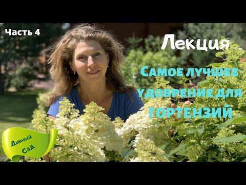 Видео: СУУУПЕР УДОБРЕНИЕ для ГОРТЕНЗИЙ l 4 часть