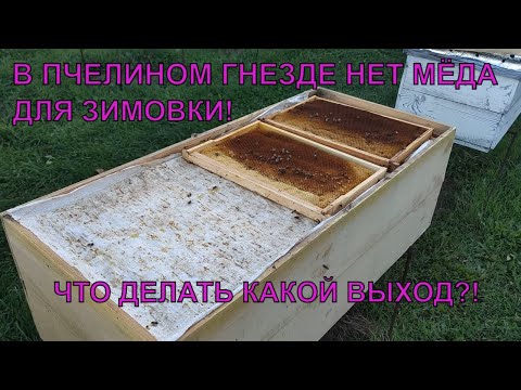 Видео: Что делать если НЕ УСПЕЛ закормить пчёл и мёда нет ☝️🐝🐝