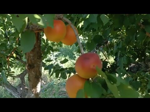 Видео: Абрикос Фарліс. Apricot Farlis. Надпізній сорт з добрим смаком