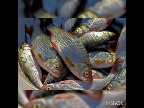 Видео: Конкурс на лучшую легенду о природных туристических объектах Ученица 7 "А" класса Елеуова Гульнур.