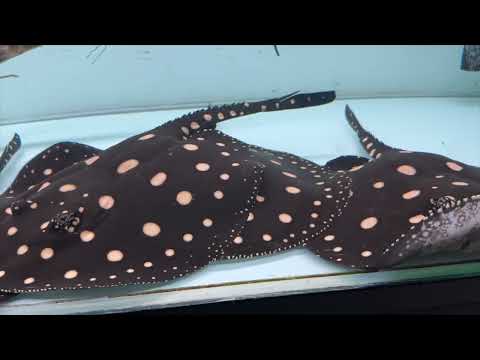 Видео: Скатоферме 3 года. Как мы содержим скатов. Самп, фитофильтр, как всё устроено.