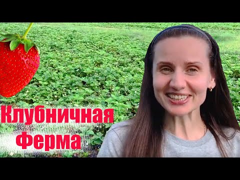 Видео: ВЛОГ:  Клубника в открытом грунте. Бизнес в Беларуси.