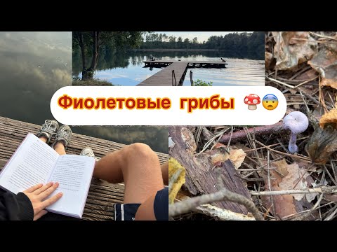 Видео: Vlog:Какие грибы нашли. Озеро в лесу. Зверинец🐨