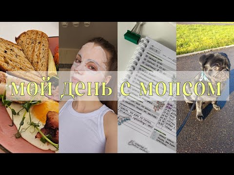 Видео: vlog: увольнение, питание/тренировки, мопс