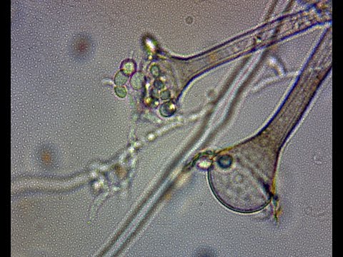 Видео: Как: IMO 3 (часть 1) с Крисом Трампом