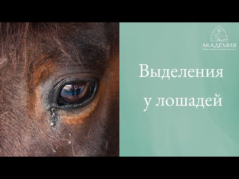 Видео: Ветеринарный вебинар "Выделения у лошадей"