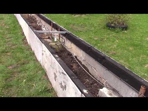 Видео: Укрытие винограда на улице в открытом грунте (часть 2-я)