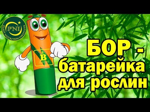 Видео: Бор і живлення рослин: функції, потреба, дефіцит, добрива