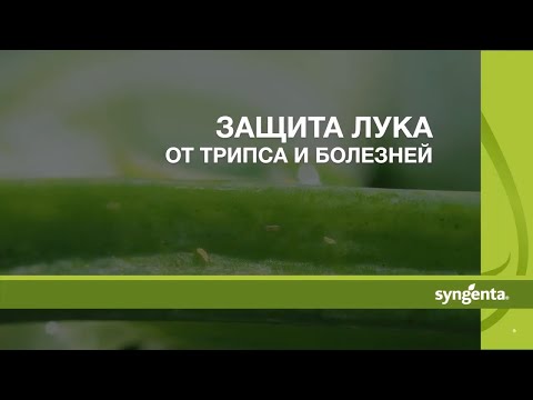 Видео: Защита лука от трипса и болезней