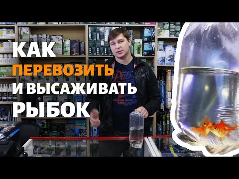 Видео: Как правильно ТРАНСПОРТИРОВАТЬ и ВЫСАЖИВАТЬ рыбок и растения