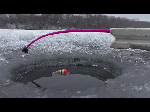 Видео: Только опускаешь в лунку и сразу поднимает поплавок.  Зимняя рыбалка 2023-2024