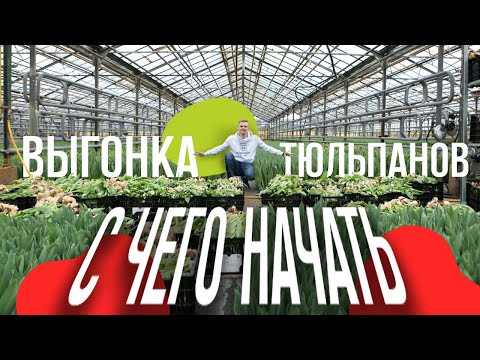 Видео: Выгонка тюльпанов как бизнес. С чего начать выгонять тюльпаны?