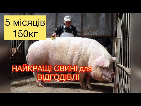 Видео: Породи які кращі всього для ВІДГОДІВЛІ🔥