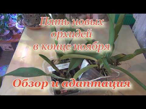 Видео: Обзор новых орхидей от разных поставщиков, полученных в конце ноября. Адаптация.