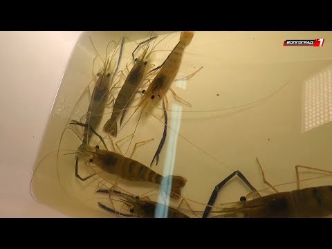 Видео: Креветочная ферма в Волгограде