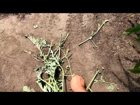 Видео: Формирую арбузы упрощенным способом