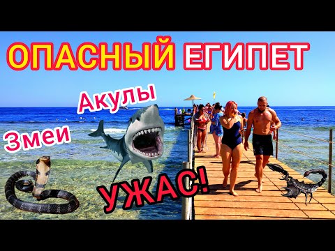 Видео: ОПАСНЫЙ ЕГИПЕТ 2025 🇪🇬 УЖАСЫ на курортах Египта❗️ Нападение АКУЛ и СКОРПИОНОВ на туристов. СТРАШНО!