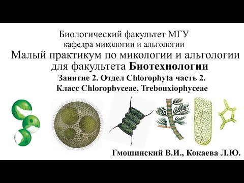 Видео: Малый практикум для студентов ф-та Биотехнологии. 3 занятие. Отдел Chlorophyta 2 часть