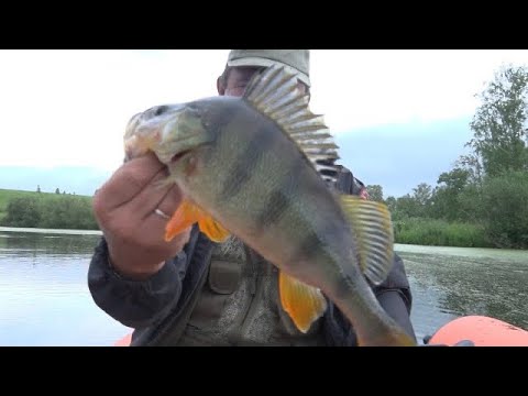 Видео: Ловля твичингом.Окунь крупнее щуки