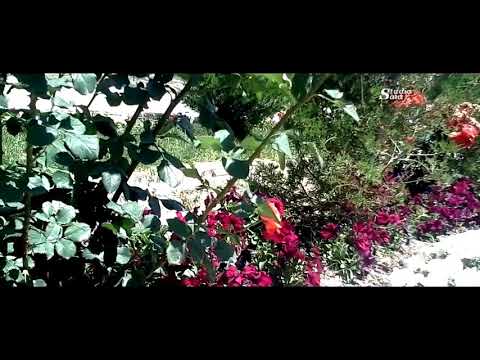 Видео: Талабшохи Саид "Рафта зи дил"