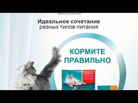 Видео: Royal, Purina (proplan), Hills. Честный обзор и разбор.