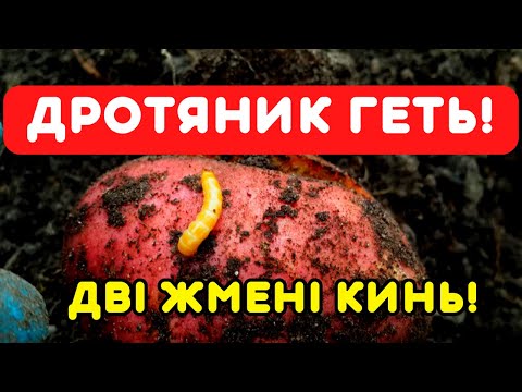 Видео: ПІСЛЯ ПОСАДКИ картоплі кидаю 2 жмені і забуваю про дротяників! Картопля росте велика!