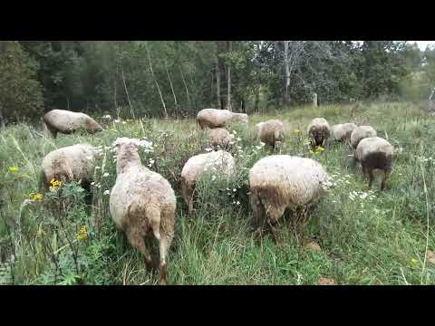 Видео: ОСЕНЬ  -  ПОРА ВЫБРАКОВКИ