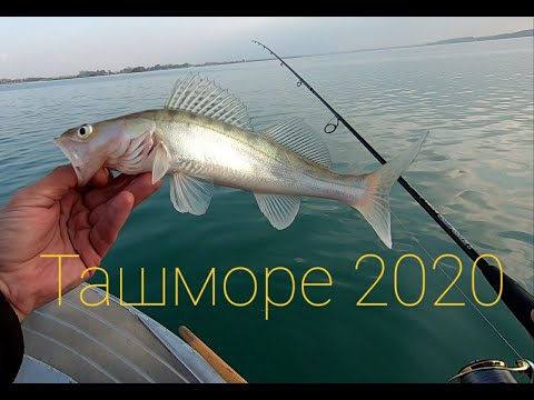Видео: Ташморе 2020. тестирую спиннинг Zemex Ultimate Professional 702ml