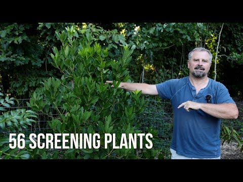 Видео: Более 50! Растения для экранирования — бордюры, угловые растения и растения для живых изгородей