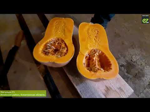 Видео: Тыква Матильда F1