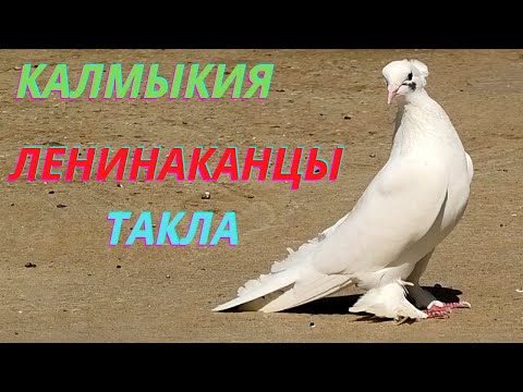 Видео: Турецкая такла и Ленинаканцы Алексея в Калмыкии! #pigeons #göyərçinlər #tauben