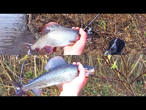 Видео: Осенняя рыбалка. Один в глухой тайге. Хариус. Бешеный клёв. Ловля на спиннинг. Изба. Часть 1