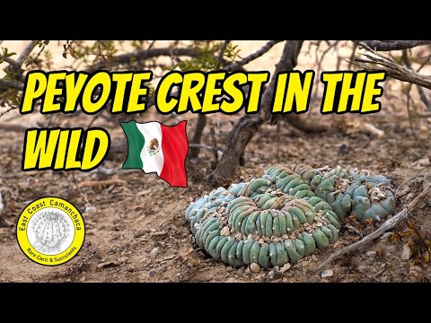 Видео: Среда обитания кактуса Lophophora williamsii в пустыне Чиуауа 😍