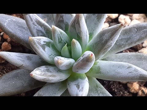 Видео: Новинки суккулентов в декабре - результаты в июле