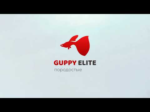 Видео: ОБЗОР МОЕГО СТЕЛЛАЖА С АКВАРИУМАМИ ДЛЯ РАЗВЕДЕНИЯ ГУППИ