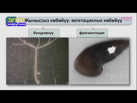 Видео: 10-класс | Биология | Организмдердин көбөйүү формалары.Жыныссыз жана жыныстык көбөйүү