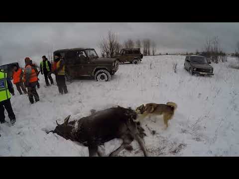 Видео: загонная охота на лося 2021