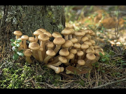 Видео: Первые опята и первая фламмулина в Перми. Пришла пора осенних грибов. 12 сент 2023