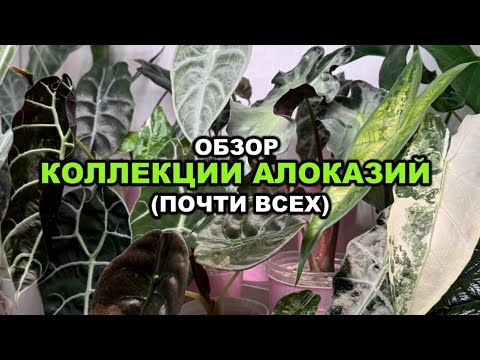 Видео: Полный ОБЗОР практически ВСЕХ АЛОКАЗИЙ | КАК хочется ОРГАНИЗОВАТЬ ЗОНУ С АЛОКАЗИЯМИ в будущем?
