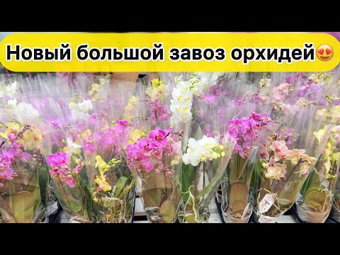 Видео: Выбрать орхидею в магазине и защитить орхидеи от болезней и вредителей