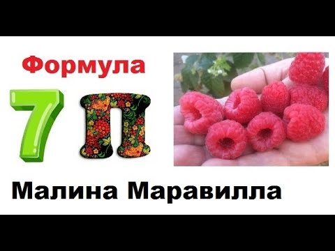 Видео: Малина Маравилла. Это просто. НО! ОООЧЕНЬ ВАЖНО!!! Формула 7 П