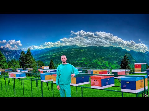 Видео: Нуклеуси для бджіл I Перші роботи з нуклеусами