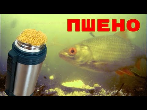 Видео: Пшено в ТЕРМОСЕ для Рыбалки с СЕКРЕТОМ! Подводная съемка