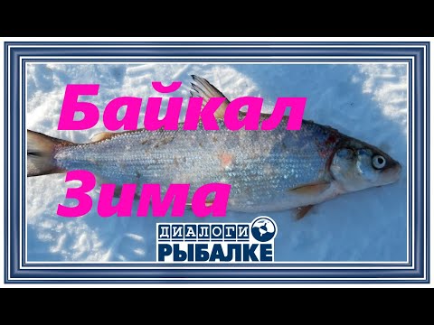Видео: Диалоги о рыбалке - 093 / Байкал. Зима