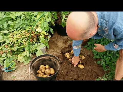 Видео: Так картофель даст самый ранний и огромный урожай!