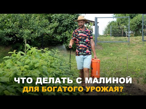 Видео: МАЛИНА ЗАСЫПЛЕТ УРОЖАЕМ. Уход за малиной в летний период и как бороться с болезнями на ней.